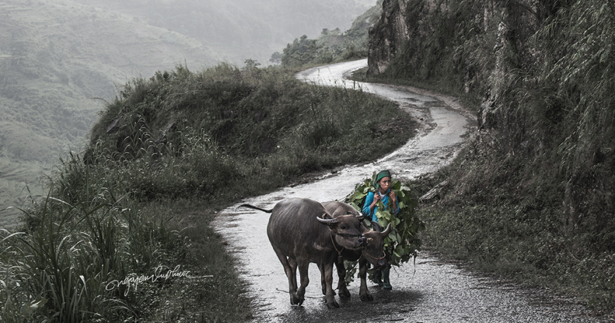 29 Fotos Que Mostram A Amizade Entre Búfalos E Agricultores Vietnamitas