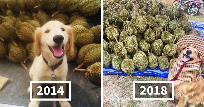 Conheça Jubjib, O Cachorro Que Posa Adoravelmente Para Fotos De Colheita Em Família